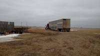 Hauling fat cattle to slaughter will require a trucker to be beef quality assurance certified. (NDSU photo)