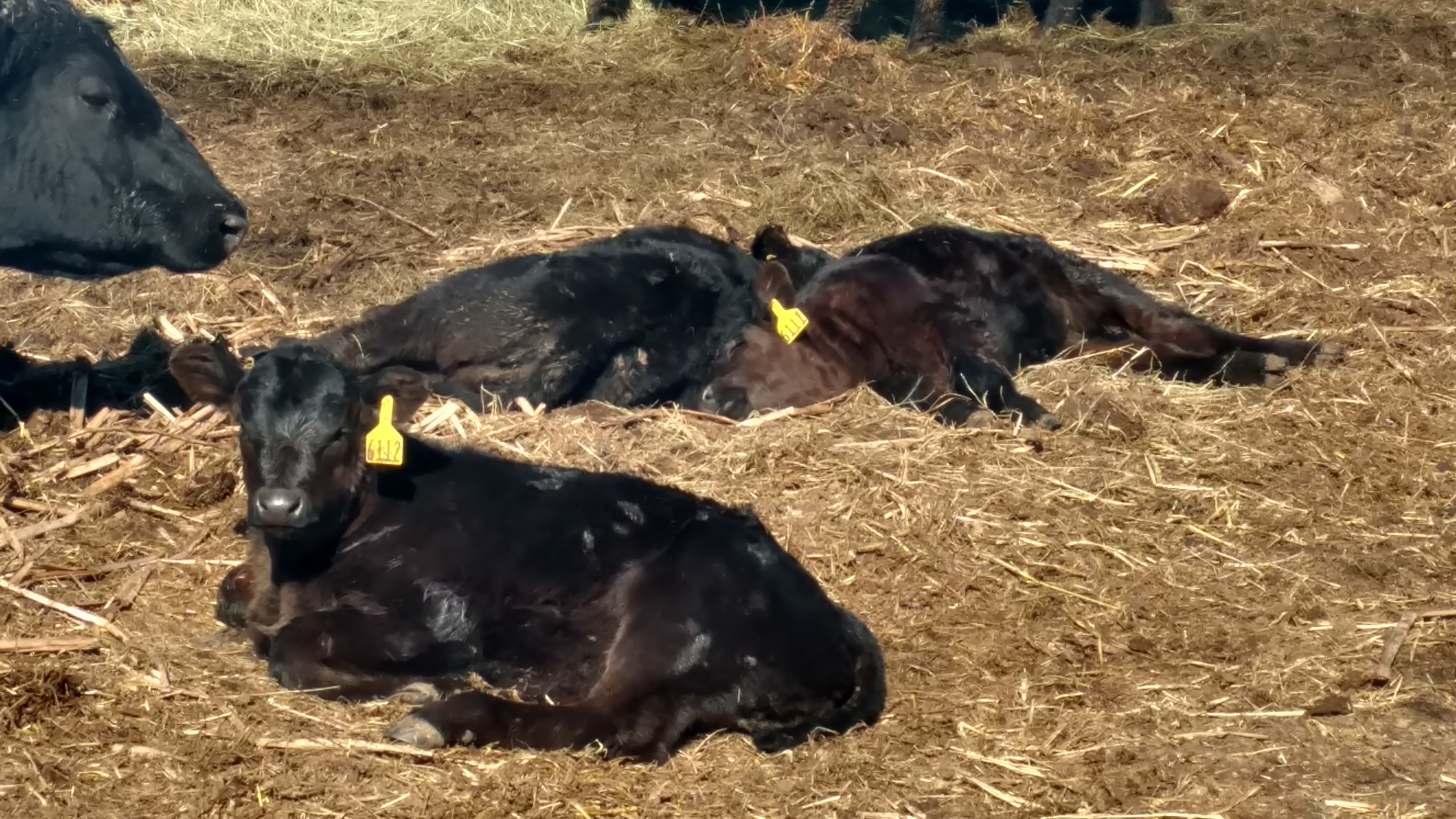 Producers hope calves are born healthy. (NDSU photo)