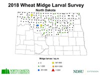 2018 Wheat Midge Larval Survey - Midge Per Square Meter