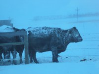 Winter weather has been hard on cattle in North Dakota this year. (NDSU photo)