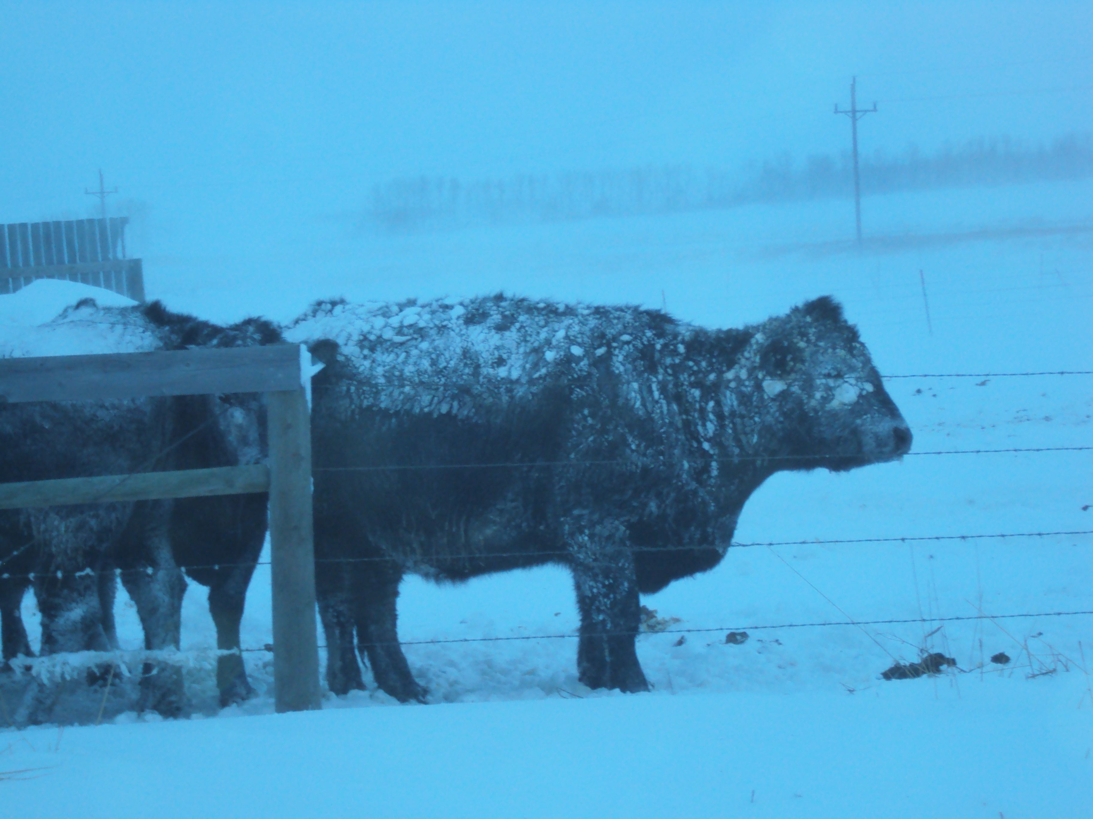 Winter weather has been hard on cattle in North Dakota this year. (NDSU photo)