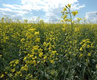 North Dakota producers planted nearly 1.6 million acres of canola in 2018. (NDSU photo)