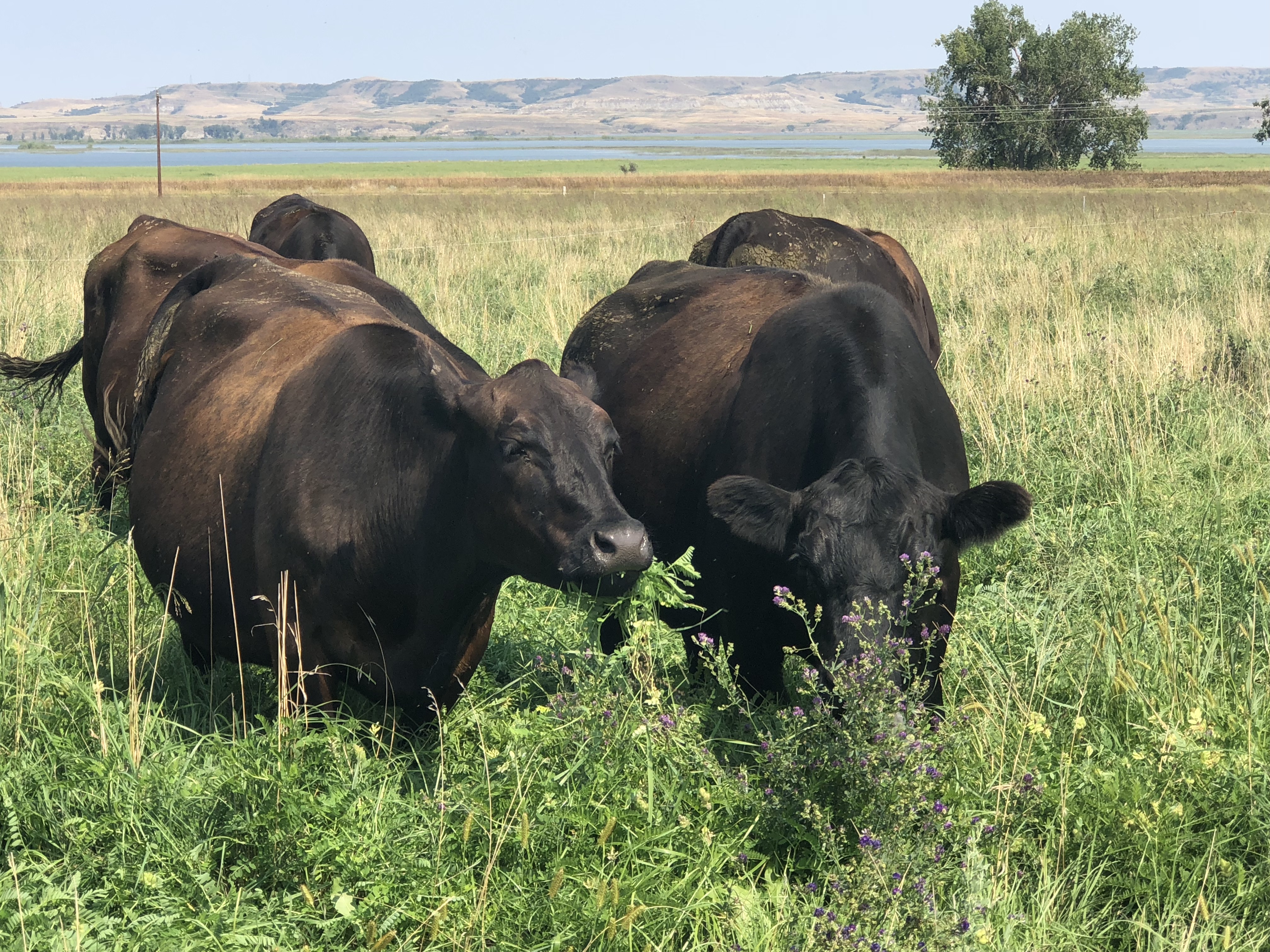 Cattle graze on cover crops in North Dakota. (NDSU photo)