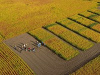 Hans Kandel, NDSU Extension agronomist, presents information at the soybean variety and intensive-management research plots in Ransom County during the fall of 2018. (NDSU photo)