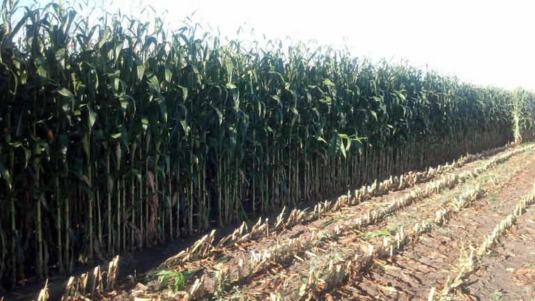 Interest in corn silage as feed for cattle is growing. (NDSU photo)