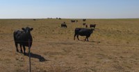 North Dakota cattle producers faced drought conditions in 2017 and 2018. (NDSU photo)