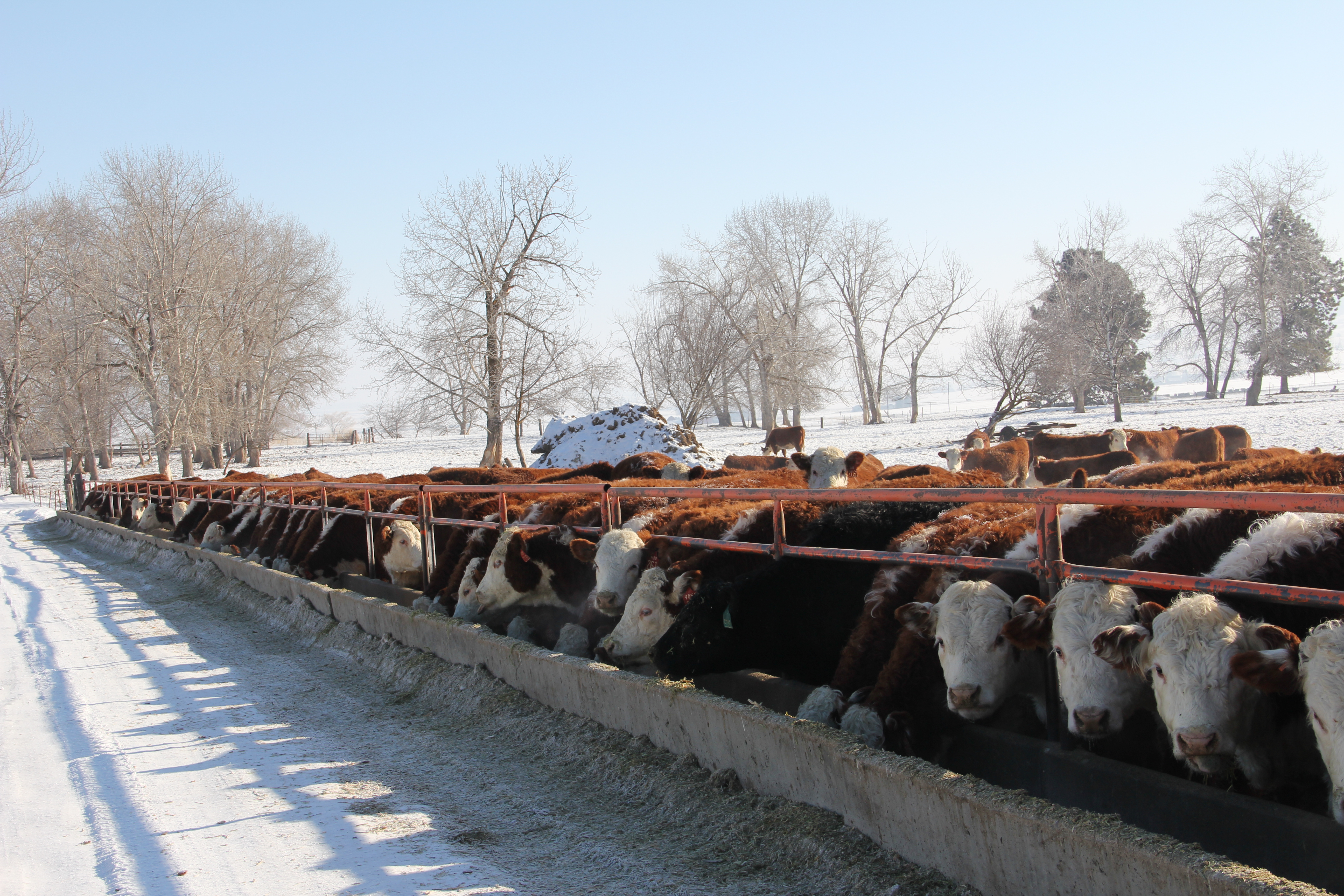 Serious consequences can result from not providing pregnant cows with enough protein during the winter. (NDSU photo)
