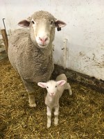A healthy lamb and caring ewe are important parts of a sheep operation. (NDSU photo)