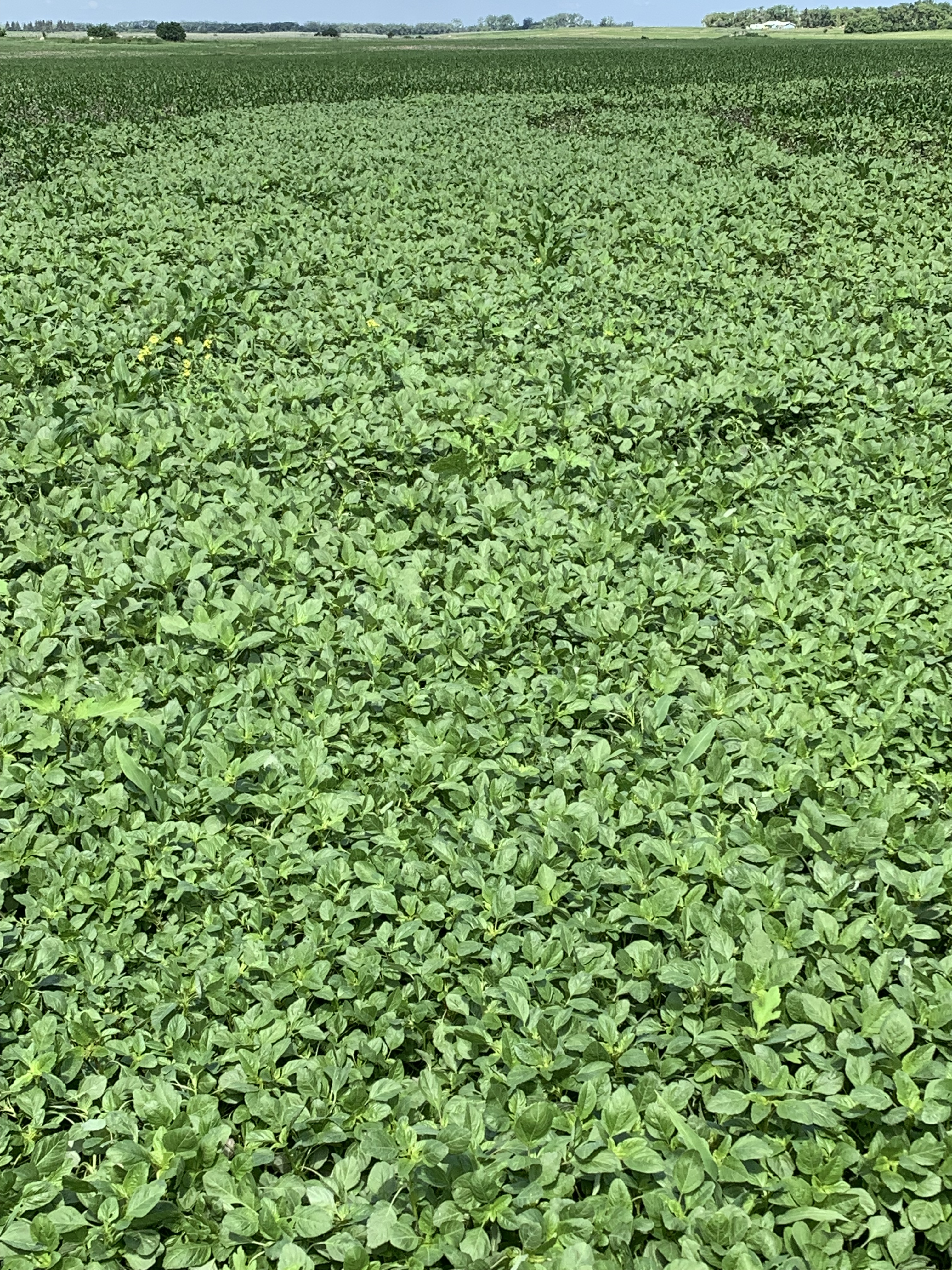 Palmer amaranth has spread across this North Dakota field. (NDSU photo)