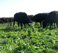 Forage consisting of small grains and cover crops could pose a risk of nitrate toxicity. (NDSU photo)