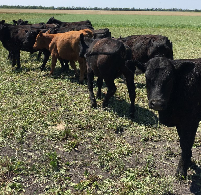 These cattle are grazing cover crops. (NDSU photo)
