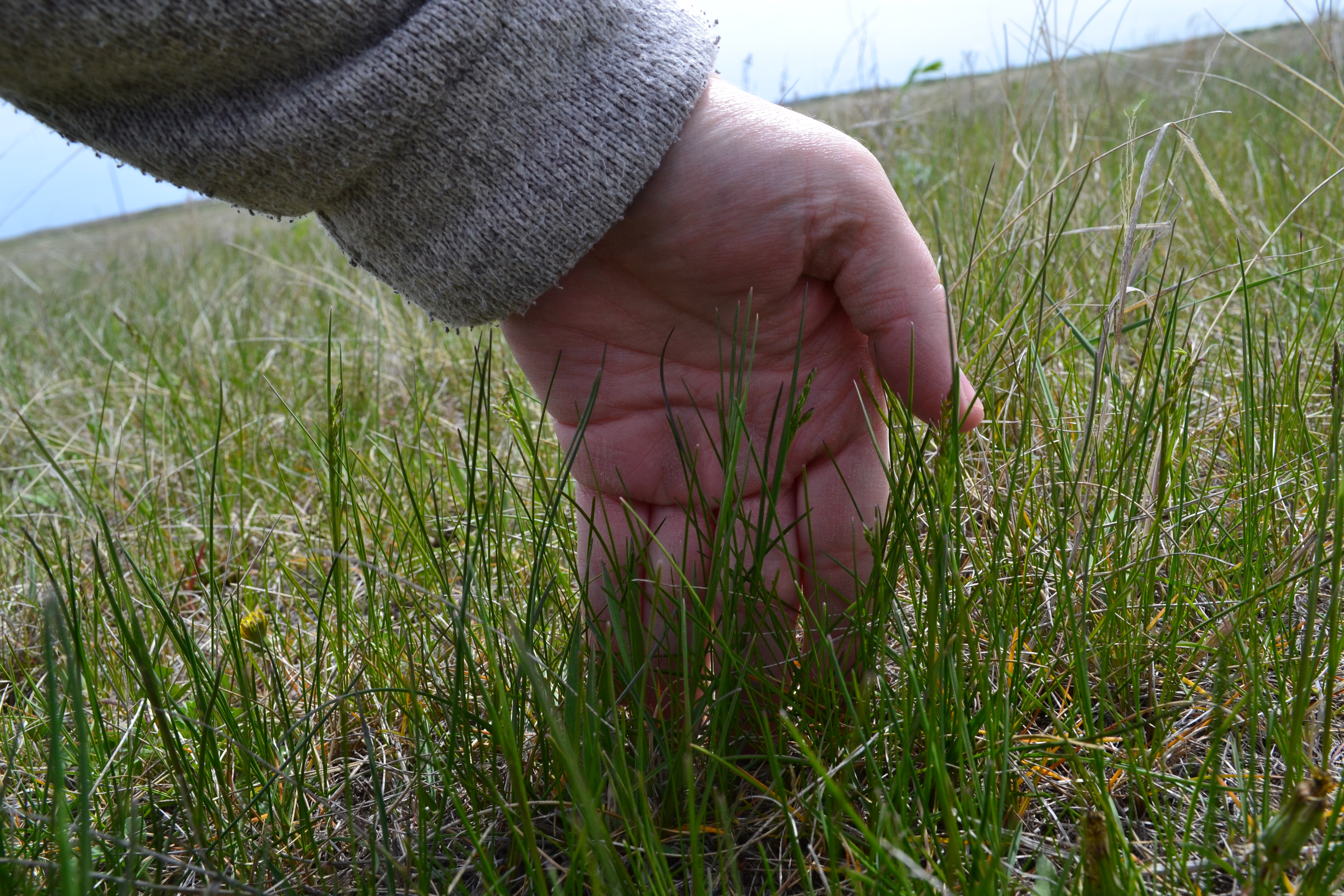 A producer checks his forage production in McHenry County. (NDSU photo)