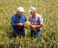 Farmers check on the progress of their crop. (Photo courtesy of Pixabay)