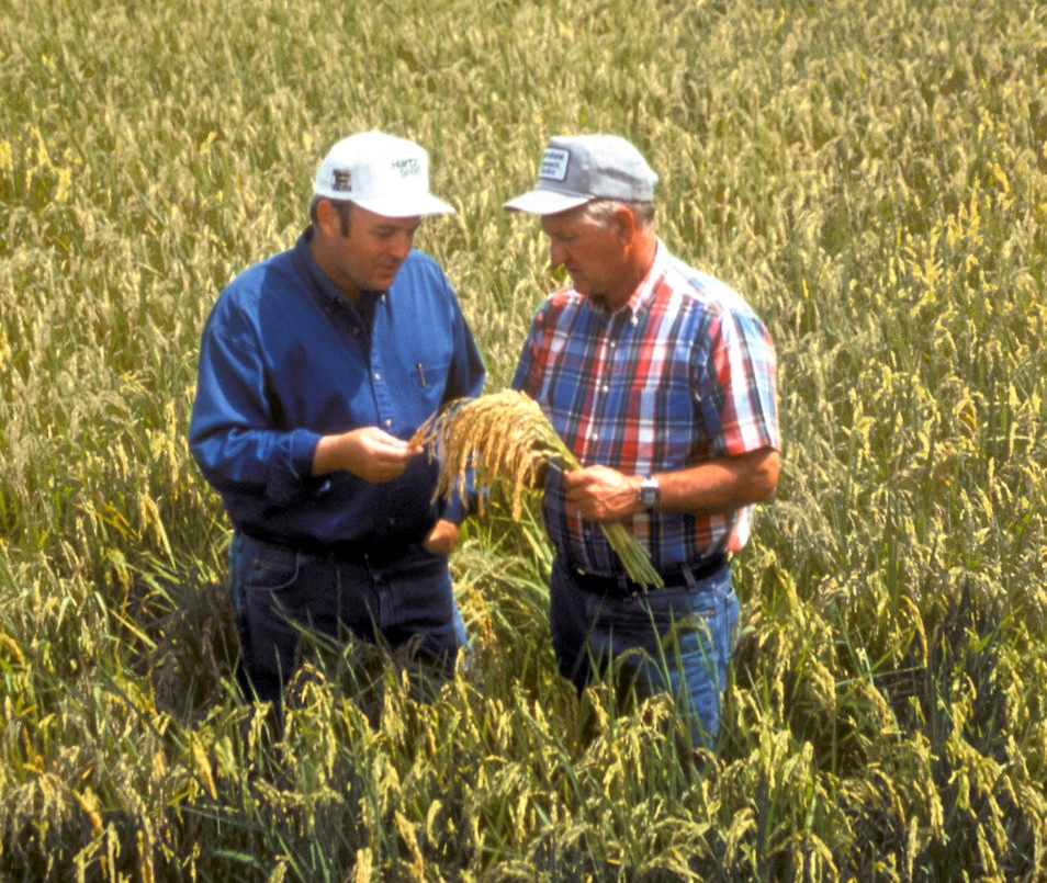 Farmers check on the progress of their crop. (Photo courtesy of Pixabay)