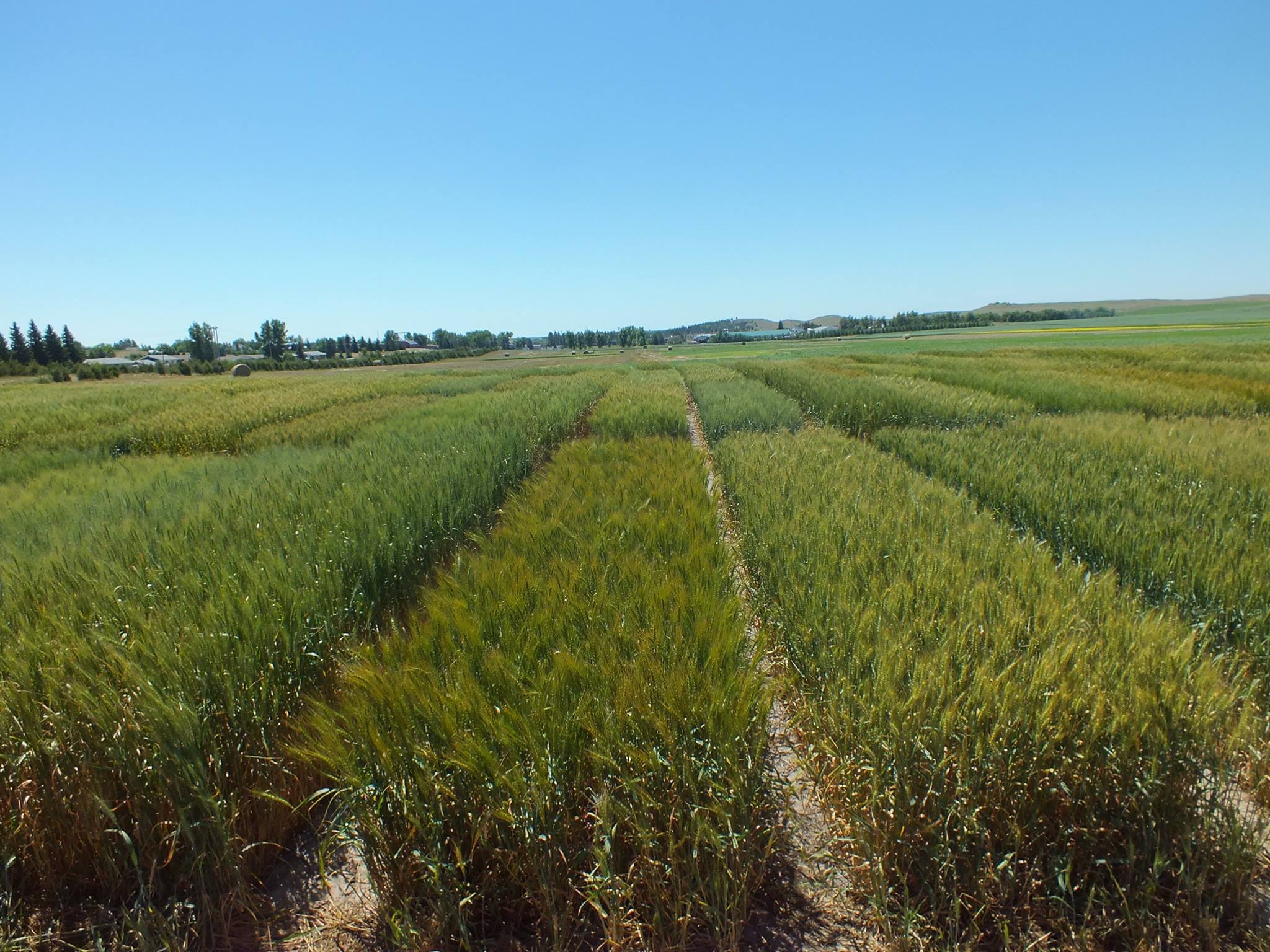 Tour participants will have the opportunity to see trials of several crops being grown at the HREC during this year’s tour. (NDSU Photo)