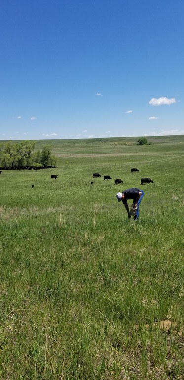 A producer samples standing forage as part of an Extension mineral program. (NDSU photo)