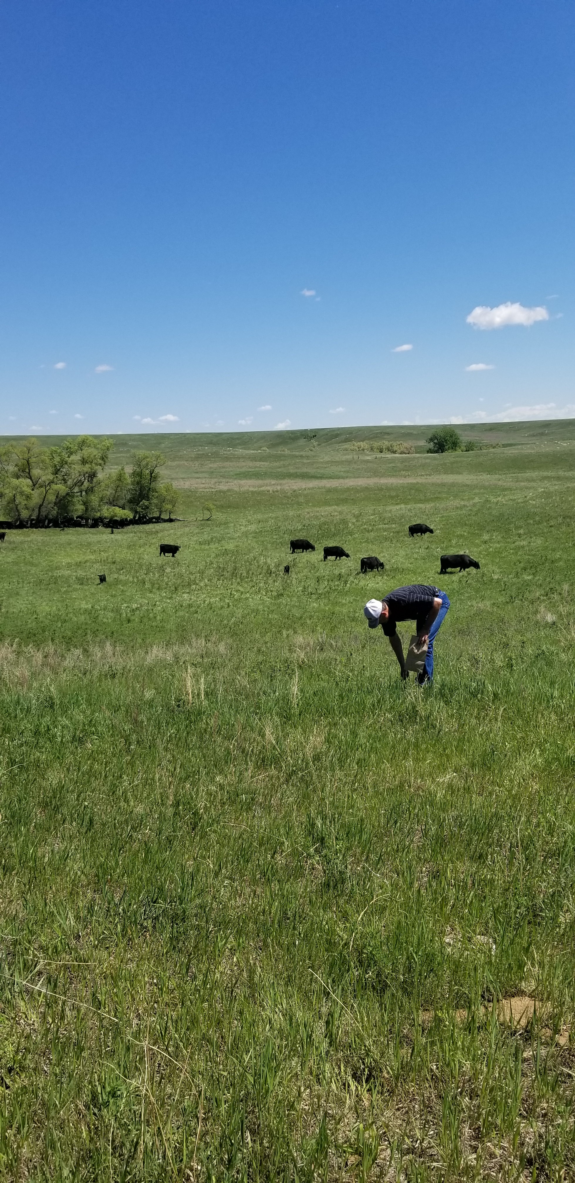 A producer samples standing forage as part of an Extension mineral program. (NDSU photo)