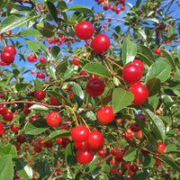 Cherries ripen at NDSU's Carrington Research Extension Center. (NDSU photo)