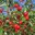 Cherries ripen at NDSU's Carrington Research Extension Center. (NDSU photo)