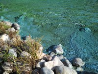Cyanobacteria, also known as blue-green algae, can produce toxins that are harmful to livestock, wildlife and people. (Photo courtesy of the North Dakota Department of Environmental Quality)