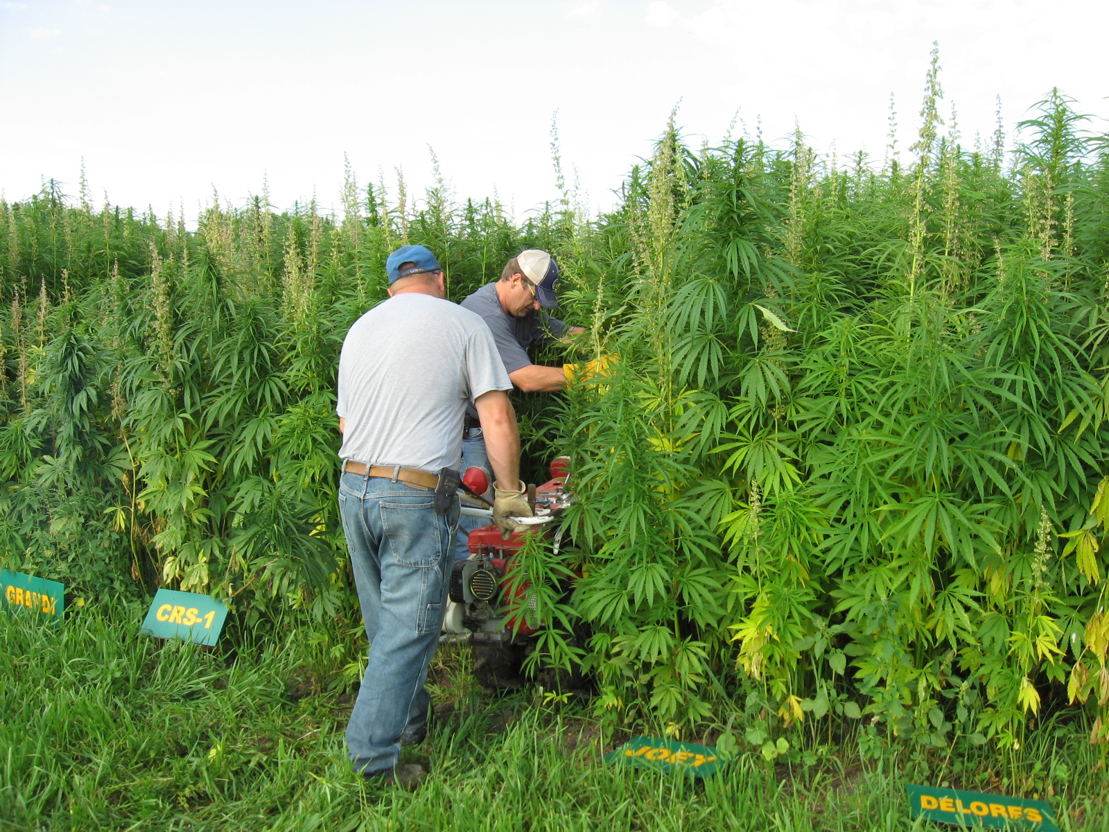 Langdon Research Extension Center researchers check out an industrial hemp plot. (NDSU photo)