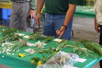 Visitors look at weeds during a pest clinic at the North Central Research Extension Center. (NDSU photo)