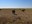 Cool temperatures and drought are causing forage shortages in some parts of North Dakota. (NDSU photo)