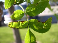 A fungal problem is causing some ash tree leaves to grow into curled shapes as the leaf margins turn black and die while the remainder of the leaf tissue grows normally. (NDSU photo)