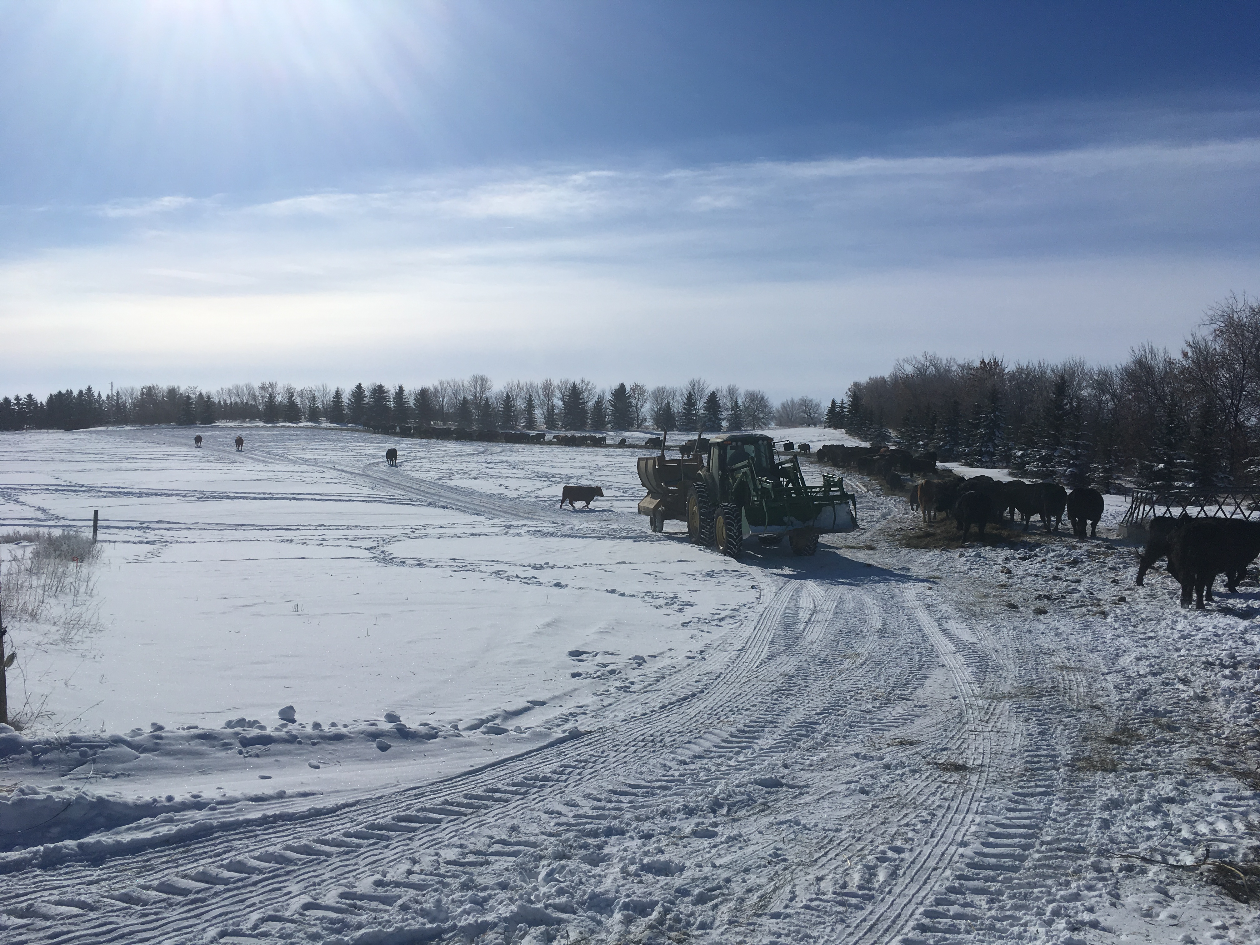 Cattle producers may be looking for alternative feeds to stretch their hay supplies this winter. (NDSU photo)