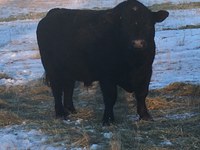 The future reproductive success of the cattle herd will suffer if herd bulls are not prepared for or protected from winter weather. (NDSU photo)
