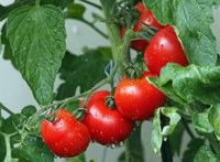 In the March 25 Spring Fever Forum, Harlene Hatterman-Valenti, NDSU expert in high-value crops, will review the steps to producing healthy tomatoes.