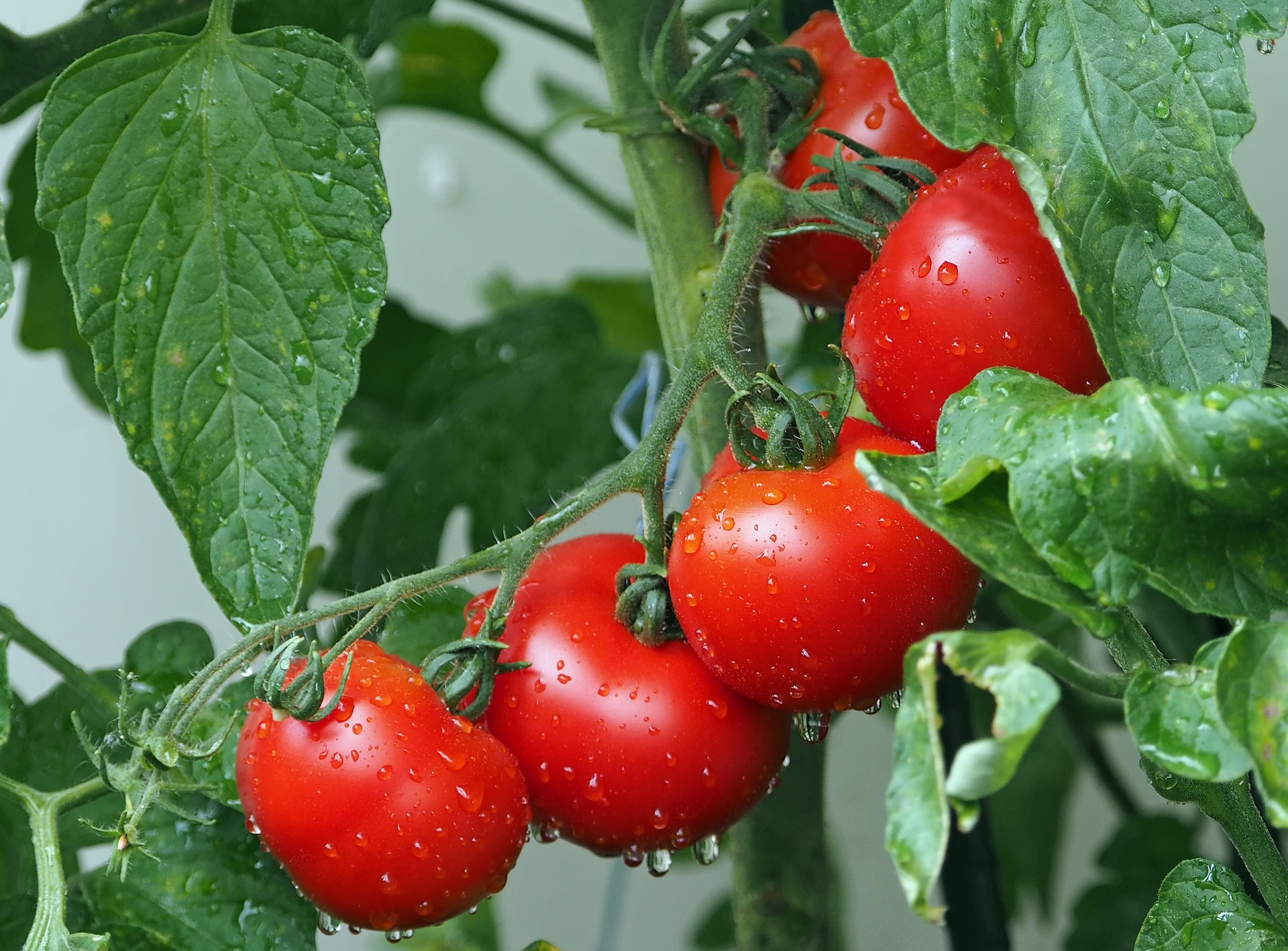 In the March 25 Spring Fever Forum, Harlene Hatterman-Valenti, NDSU expert in high-value crops, will review the steps to producing healthy tomatoes.