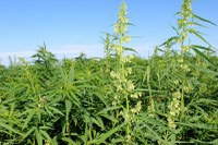 NDSU's Langdon Research Extension Center has been conducting industrial hemp variety trials since 2015. (NDSU Photo)