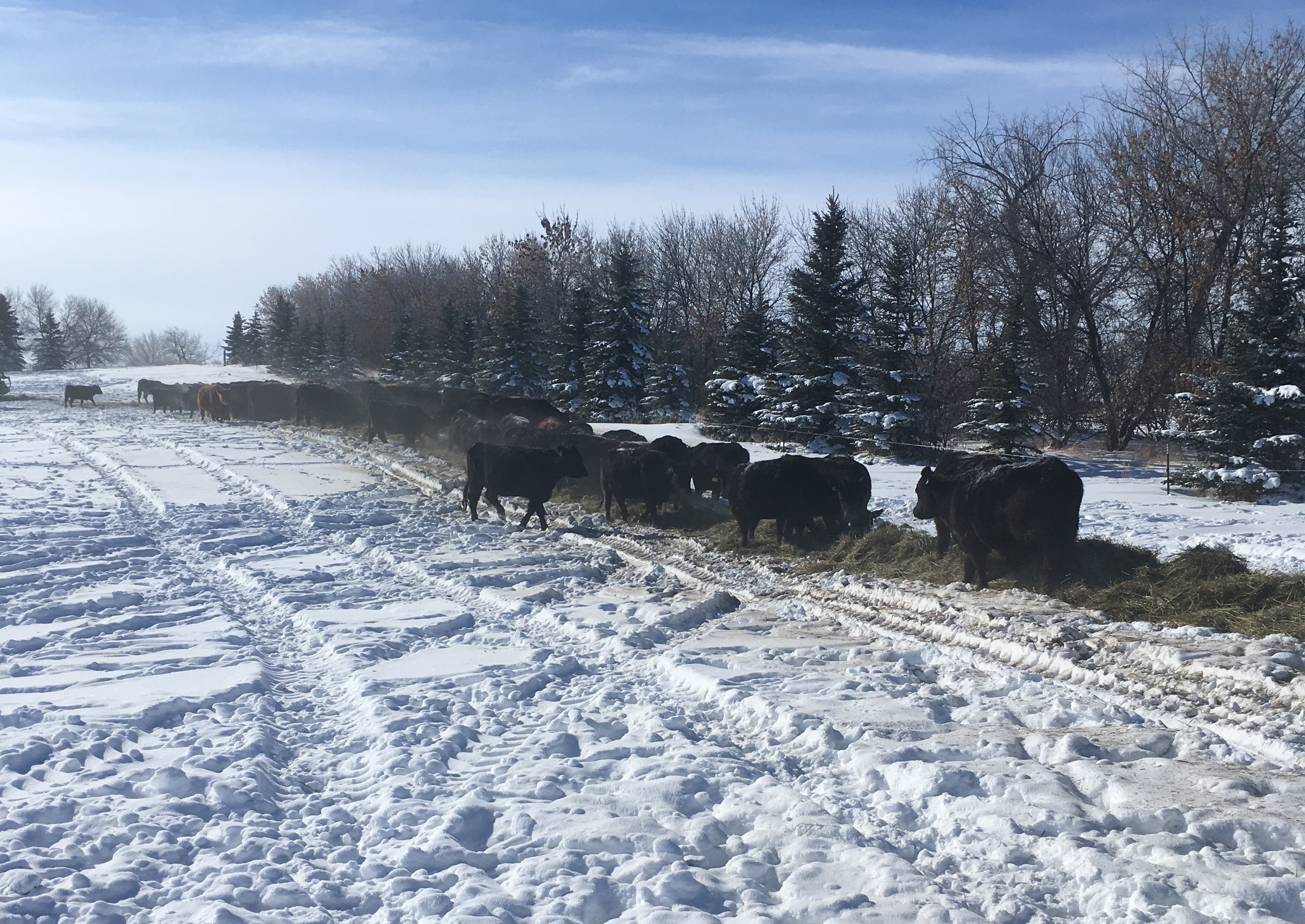 This winter's snowfall and frigid temperatures are forcing some livestock producers to use more feed than planned. (NDSU photo)