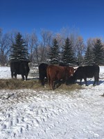 Winter weather has forced some cattle producers to use more feed than they planned. (NDSU photo)