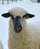 Lamb carcass quality will be the focus of the Spring Sheep Workshop that NDSU Extension is hosting March 23. (NDSU photo)