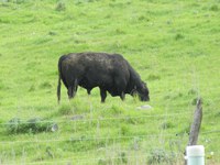 Hair loss in the neck, across the shoulders and withers, and in the udder area is an indication that cattle have lice. (NDSU photo)