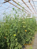 High tunnels can extend the fall and spring growing season of vegetables, fruits and herbs. (NDSU photo)