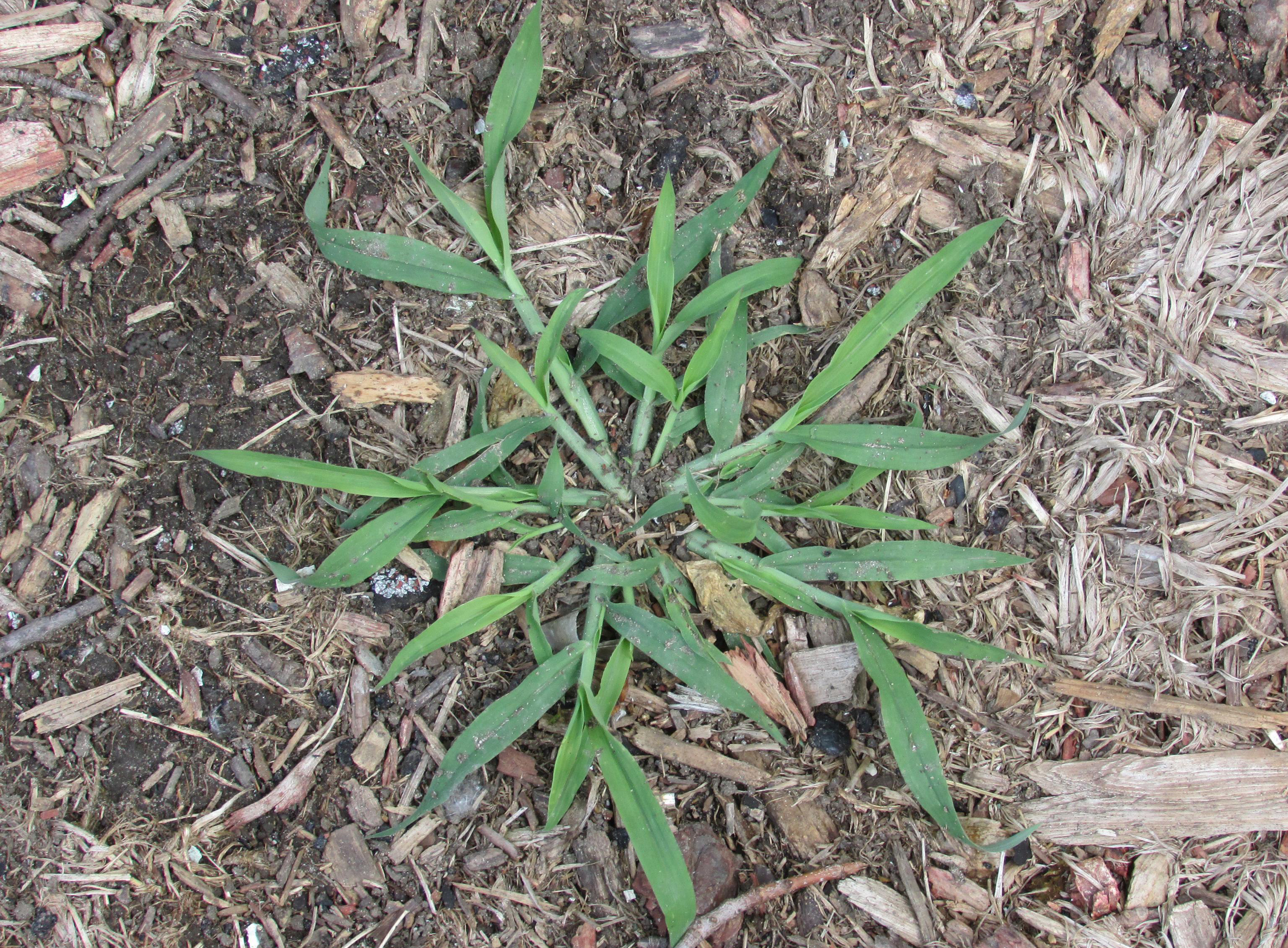 Smooth crabgrass (Photo by R. Dyer, Bugwood.org)