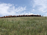 Make sure you don't overdraw your forage account. (NDSU photo)