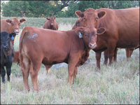 Use integrated pest management to protect livestock from flies. (NDSU Photo)