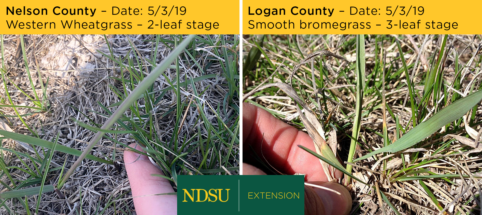 Despite what seemed like a late spring, grazing readiness seems to be on track across North Dakota. (NDSU photo)