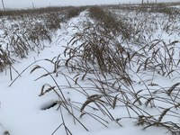 Wheat quality production issues will be one of the topics covered during this year's Central Dakota Ag Day. (NDSU photo)