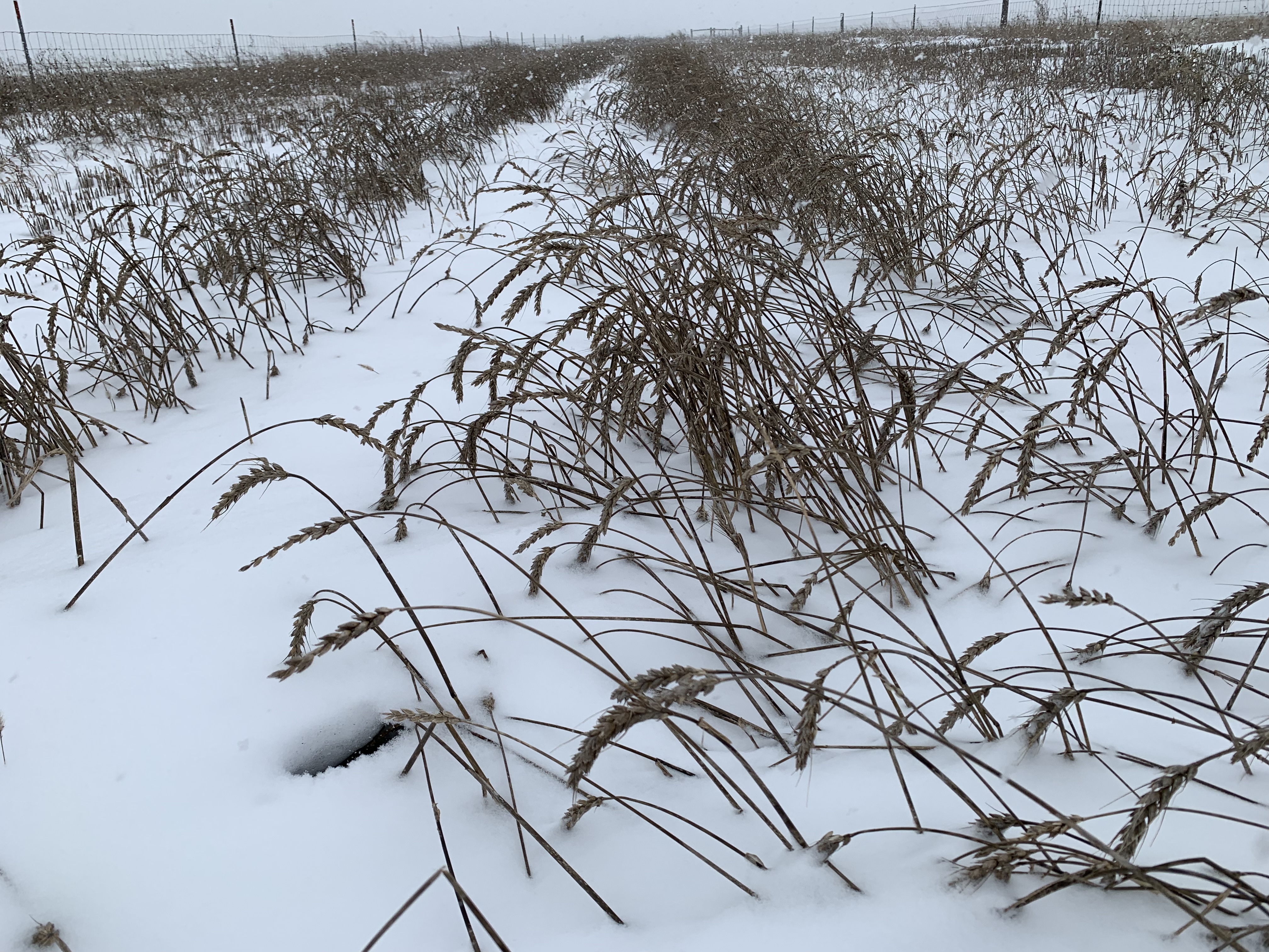 Wheat quality production issues will be one of the topics covered during this year's Central Dakota Ag Day. (NDSU photo)