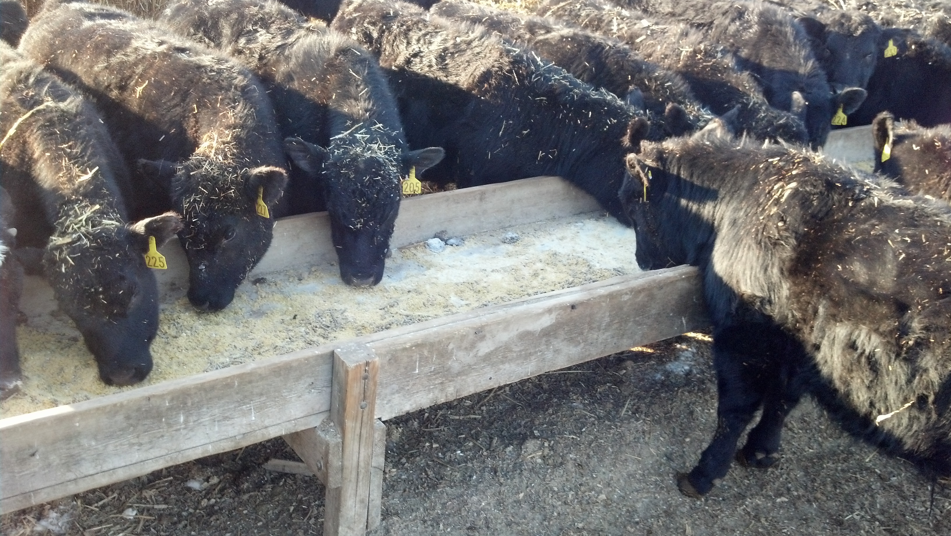 These calves are receiving supplementation during the corral weaning process. (NDSU photo)