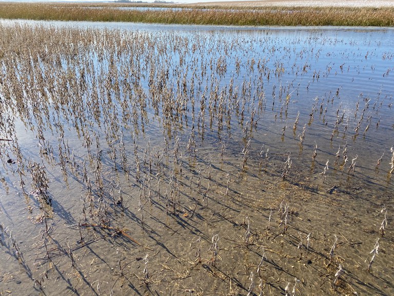 This soybean field near Sykeston in Wells County can't be harvested. (NDSU photo)