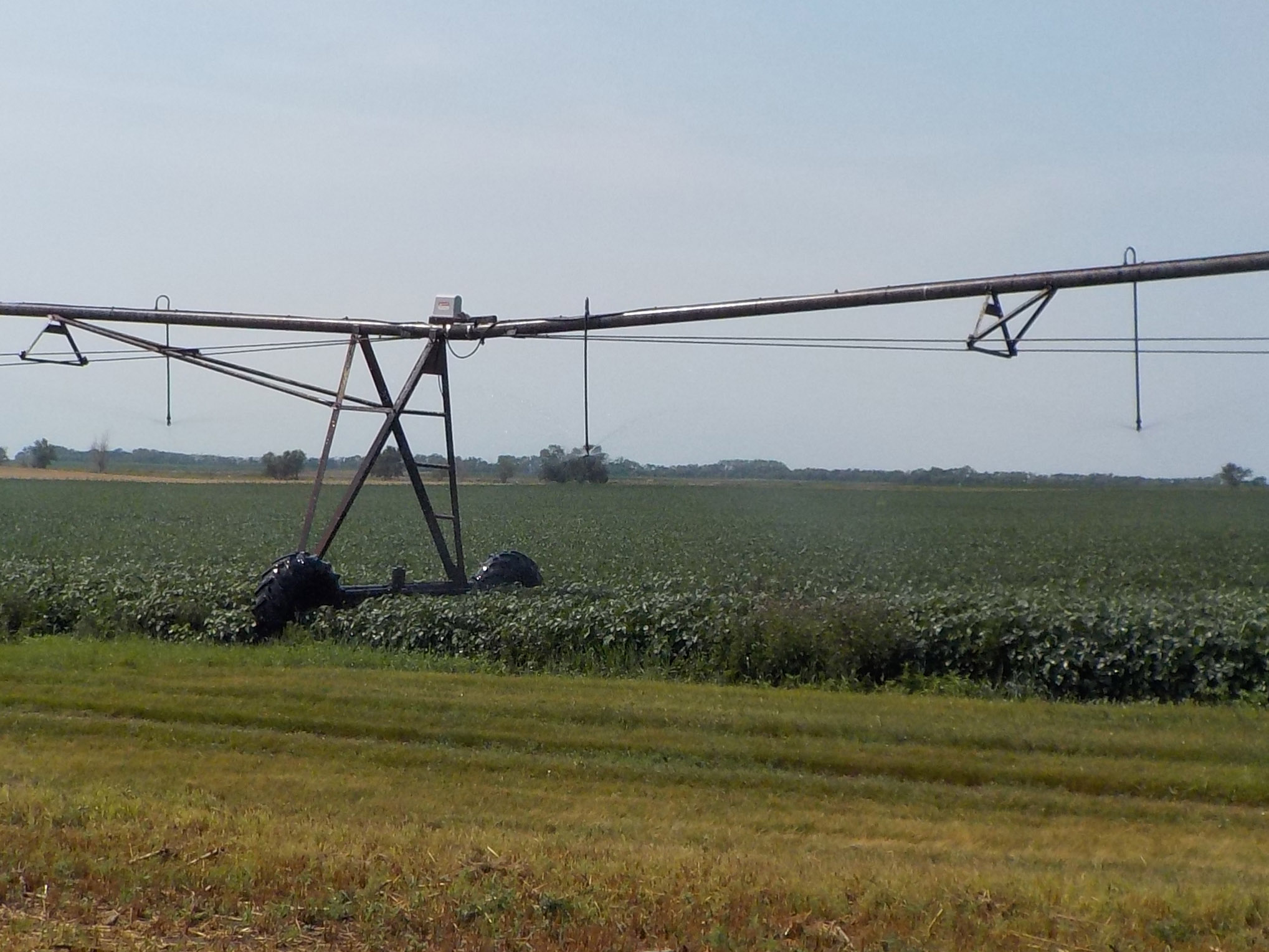 Irrigation is providing much-needed water to this soybean crop. (NDSU photo)