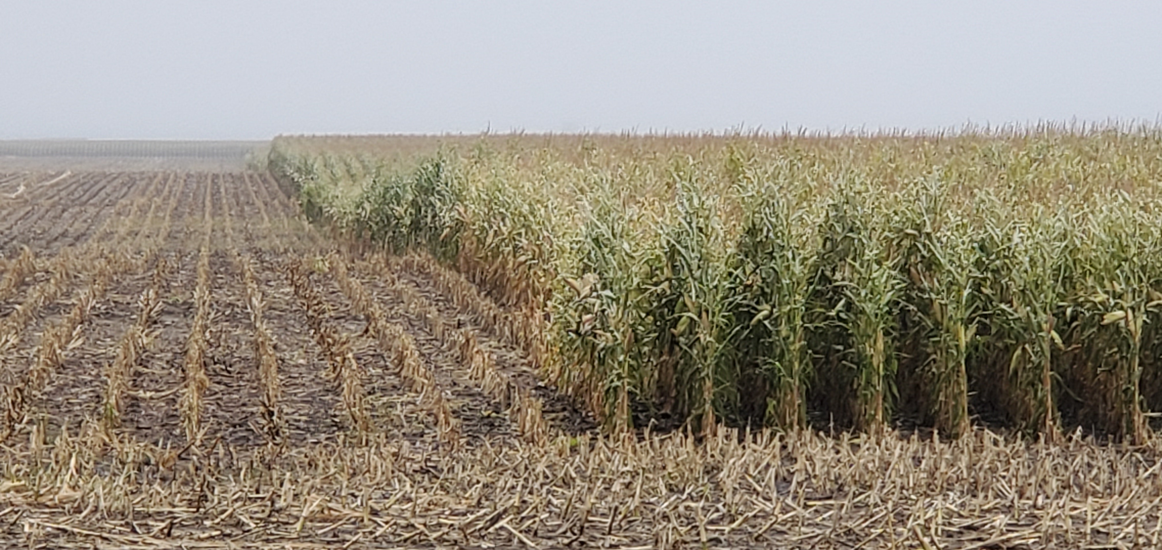 Some North Dakota producers haven't been able to harvest their corn this year because of challenging harvest conditions. (NDSU photo)
