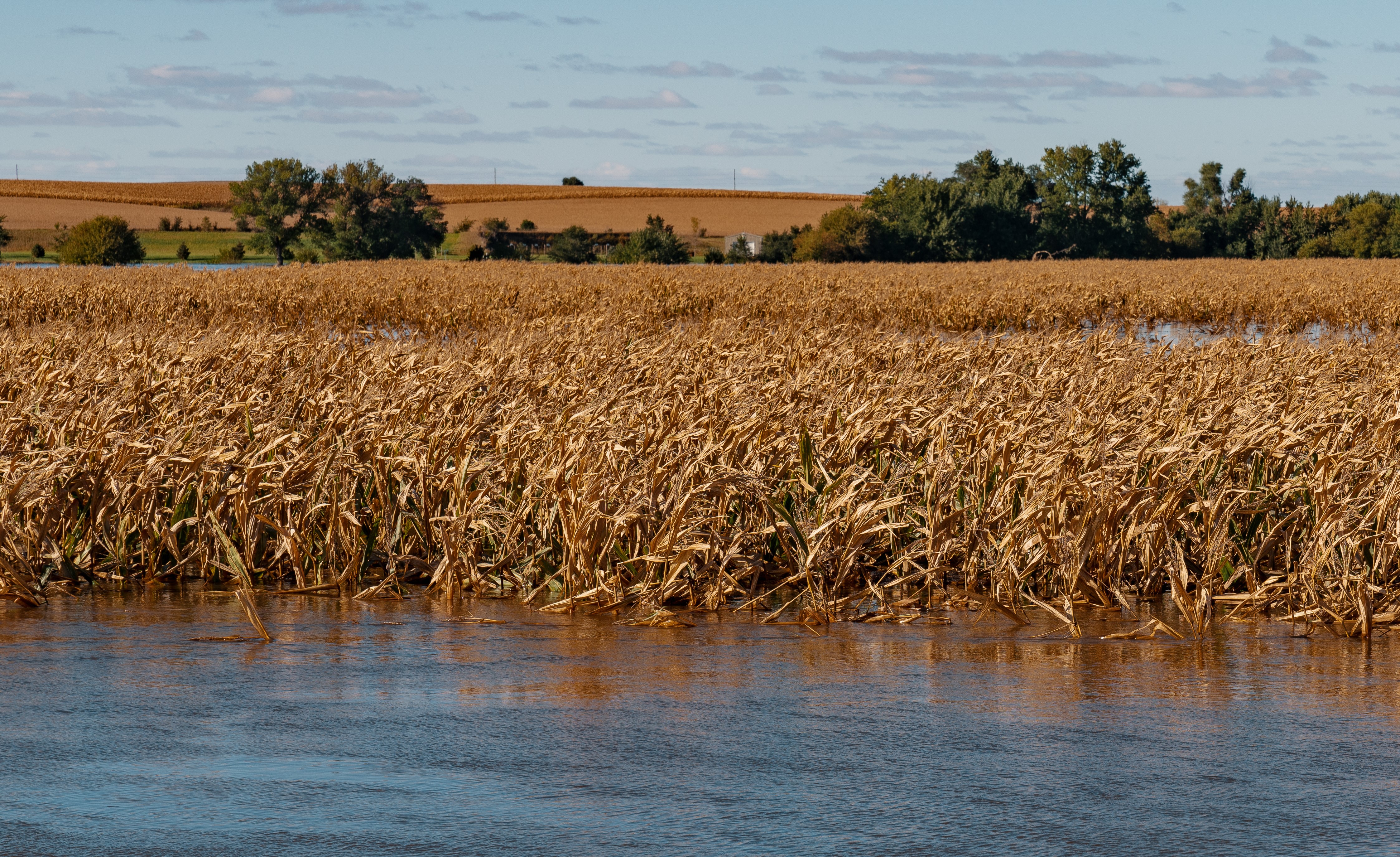 Flooded corn (Flickr: Tony Webster)