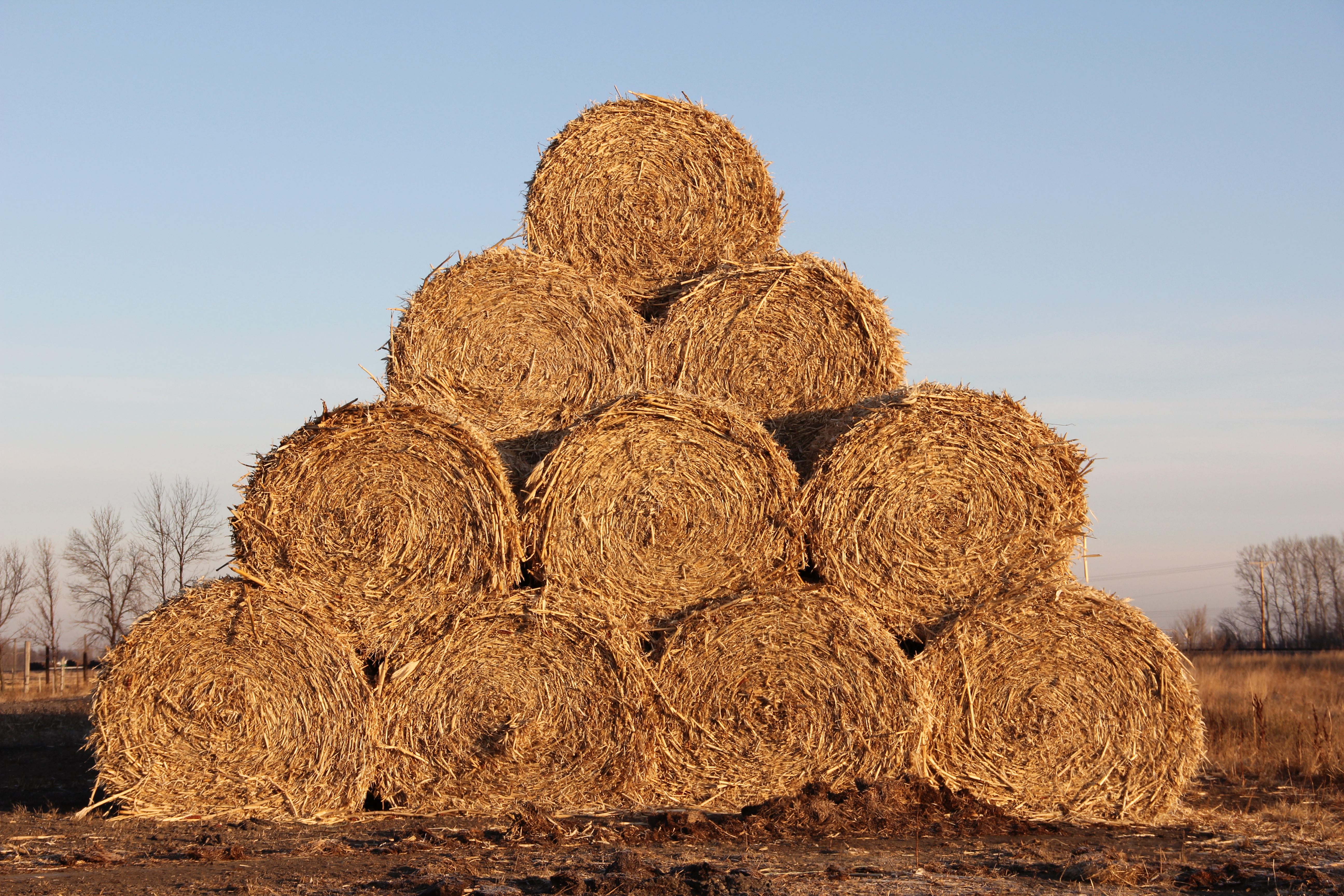 Wet conditions during haying may have reduced the quantity and quality of hay this year. (NDSU photo)